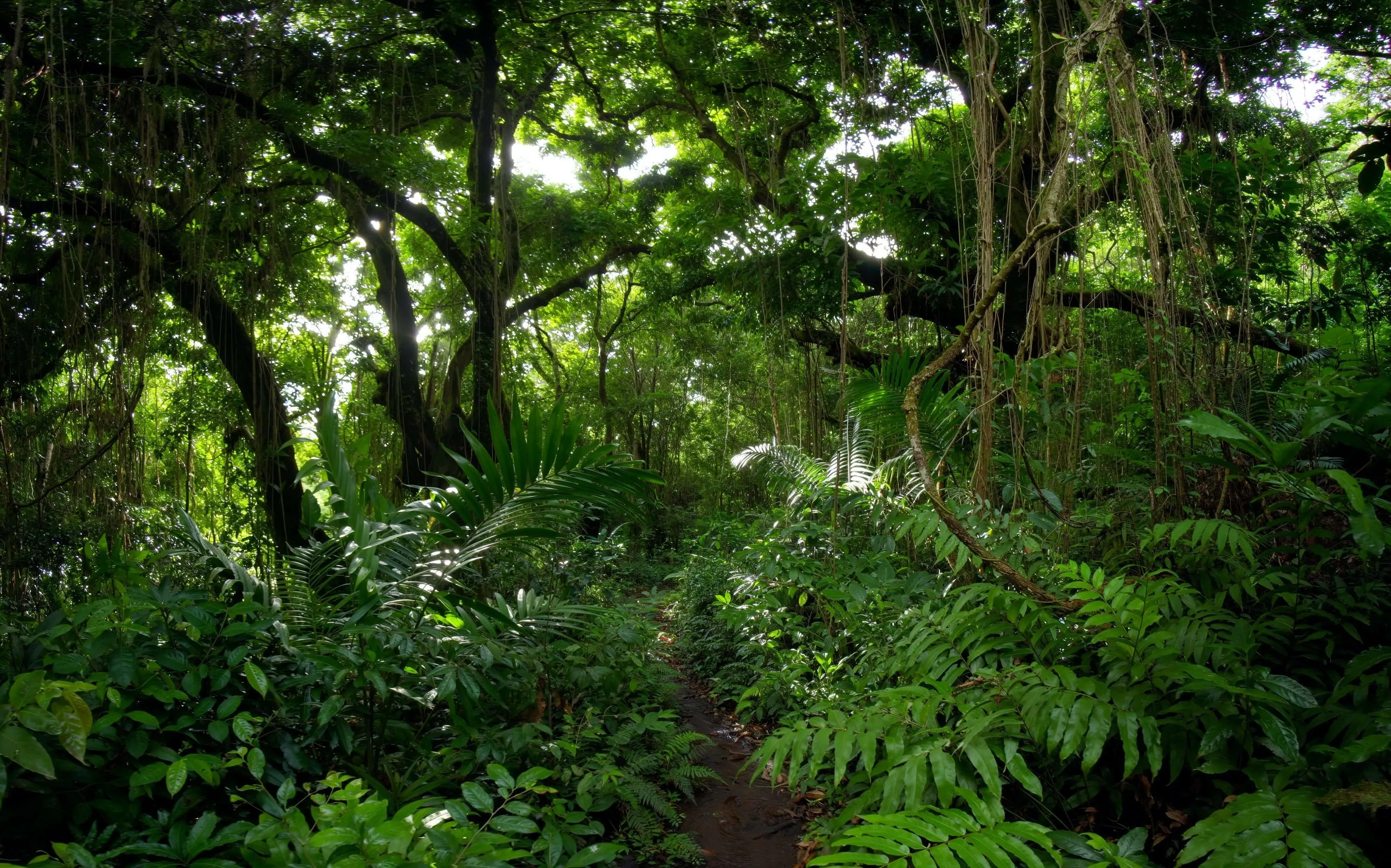 Jungle Explore POV